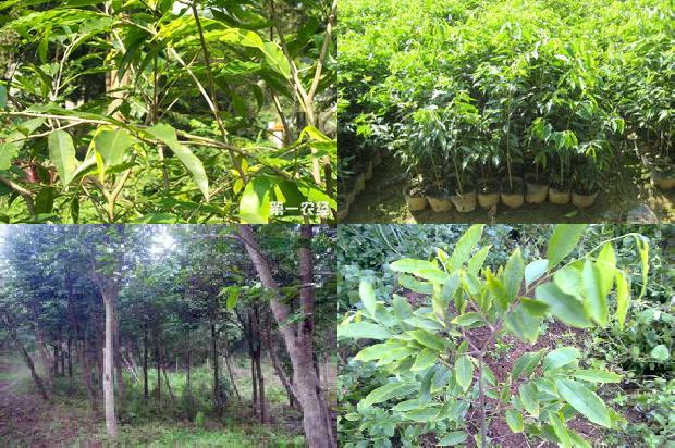 百年沉香树16条介绍，来看看有哪些1664036743827