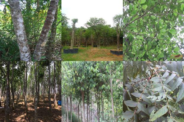 三年沉香树价格23条介绍，你知道么？