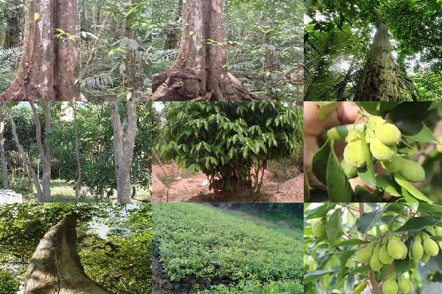 三年沉香树价格23条介绍，你知道么？1664036749227