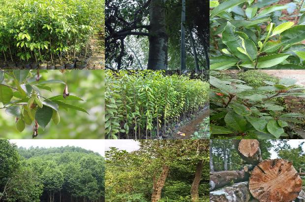 沉香树的产地-必看33条小知识