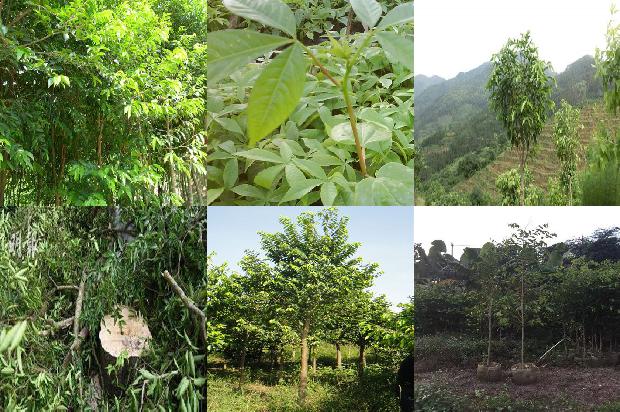 沉香树的产地-必看33条小知识1664036754612