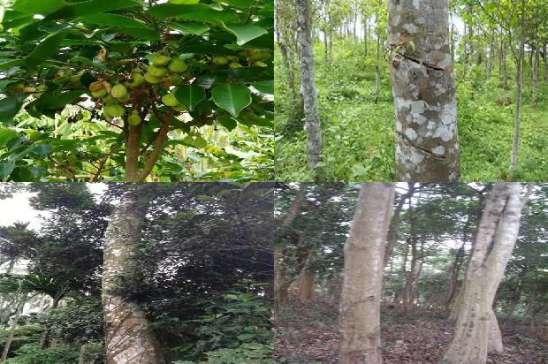 沉香树的产地-必看33条小知识1664036754618