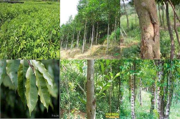 种奇楠沉香树要什么土壤28条介绍1664123179109