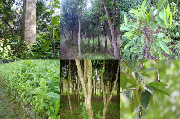 种奇楠沉香树要什么土壤28条介绍1664123179115