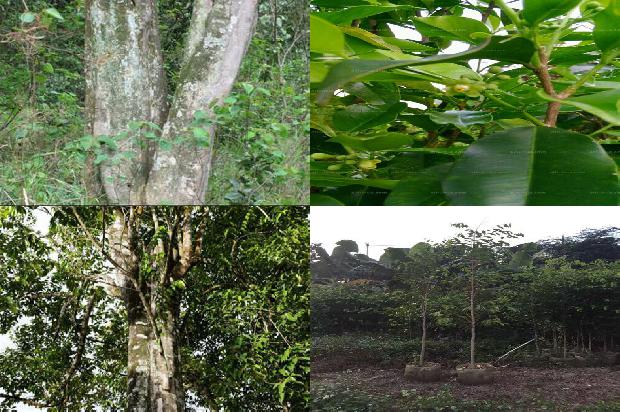 种奇楠沉香树要什么土壤28条介绍1664123179121