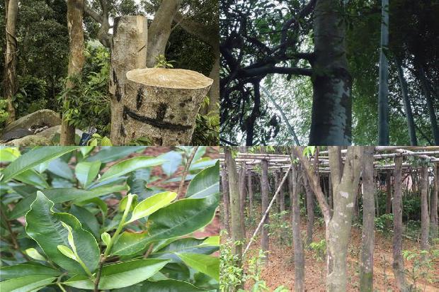 种奇楠沉香树要什么土壤28条介绍1664123179127