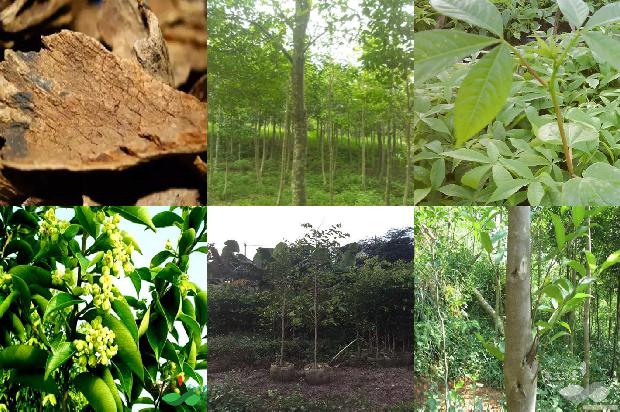 种奇楠沉香树要什么土壤28条介绍1664123179133