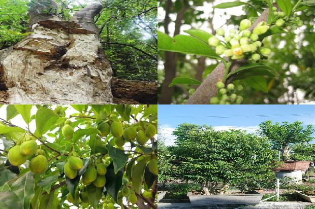 种奇楠沉香树要什么土壤28条介绍1664123179139