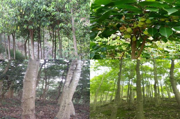 沉香树寿命36条介绍,你知道么?1664123191294 沉香树寿命36条介绍,你知道么?1664123191294