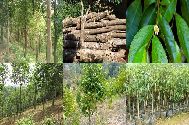 沉香树寿命36条介绍,你知道么?1664123191301 沉香树寿命36条介绍,你知道么?1664123191301