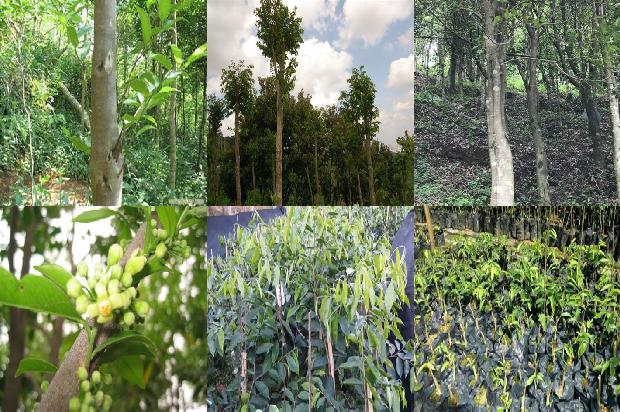 沉香树寿命36条介绍,你知道么?1664123191307 沉香树寿命36条介绍,你知道么?1664123191307