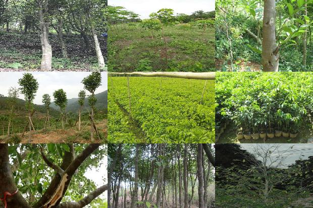 沉香树寿命36条介绍,你知道么?1664123191313 沉香树寿命36条介绍,你知道么?1664123191313