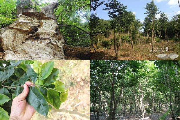 沉香树寿命36条介绍,你知道么?1664123191319 沉香树寿命36条介绍,你知道么?1664123191319