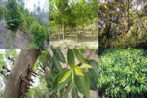 沉香树寿命36条介绍,你知道么?1664123191325 沉香树寿命36条介绍,你知道么?1664123191325