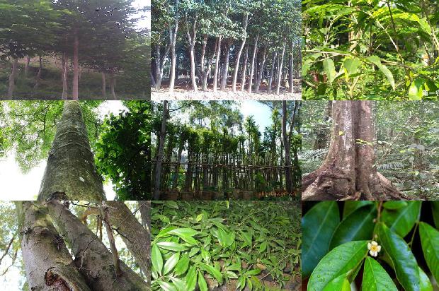 原生沉香树苗必看37点！