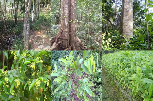 原生沉香树苗必看37点！1664123196823