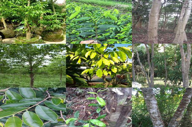 沉香树分类-必看17条小知识