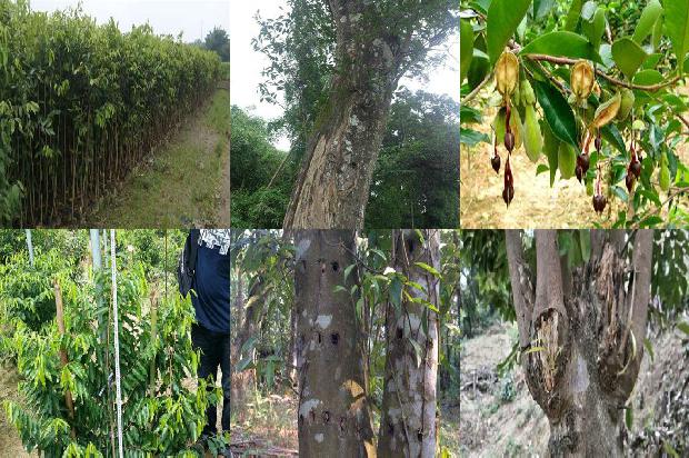 沉香树分类-必看17条小知识1664123202341