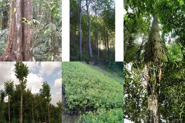 沉香树分类-必看17条小知识1664123202347