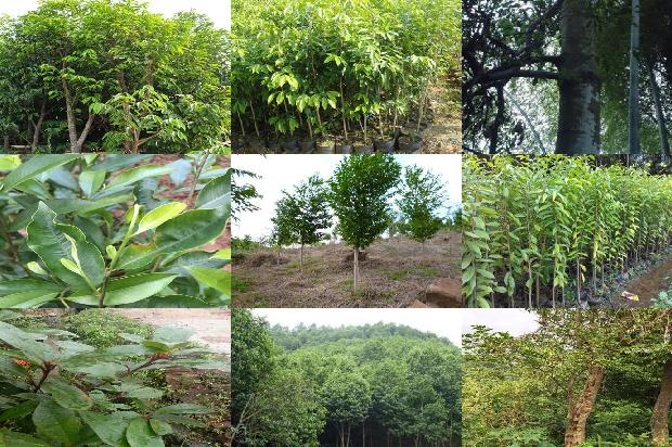 沉香树怎么区分的27条小知识