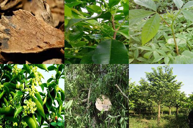 沉香树怎么区分的27条小知识1664123213452