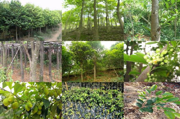 沉香树怎么区分的27条小知识1664123213458