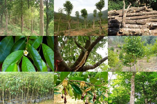 沉香树怎么区分的27条小知识1664123213465