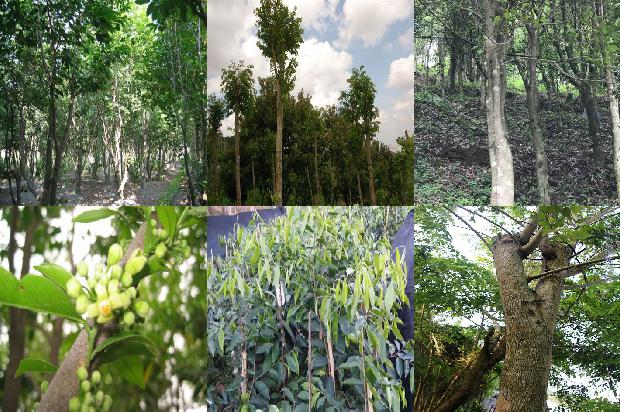 沉香树怎么区分的27条小知识1664123213480