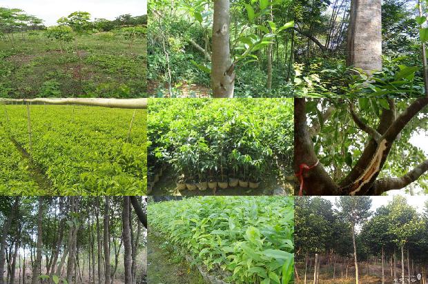 沉香树怎么区分的27条小知识1664123213486