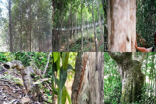 沉香树怎么区分的27条小知识1664123213492