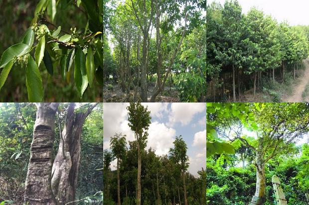 沉香树怎样种植必看32点！