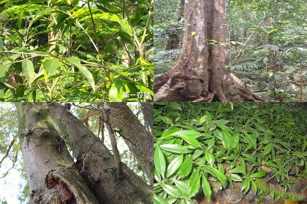 沉香树怎样种植必看32点！1664123223214