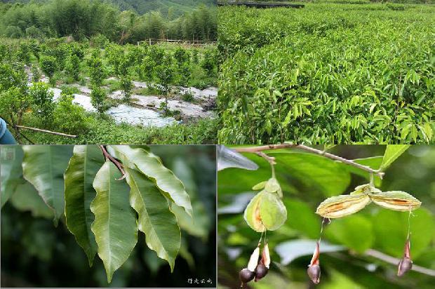 沉香树怎样种植必看32点！1664123223220