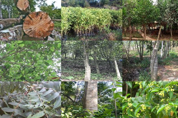 沉香树怎样种植必看32点！1664123223226