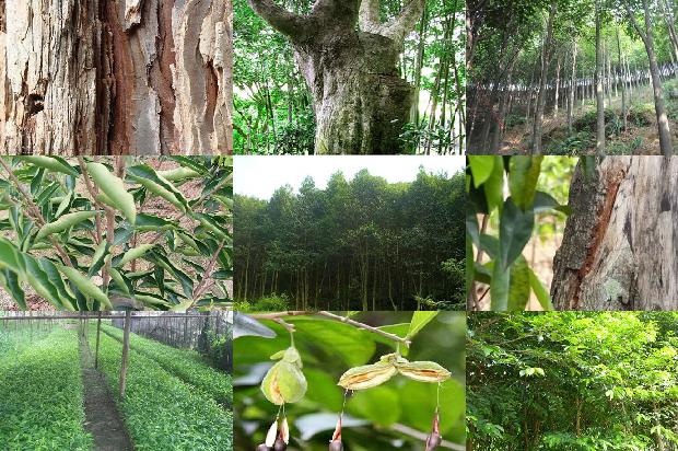 沉香树怎样种植必看32点！1664123223232