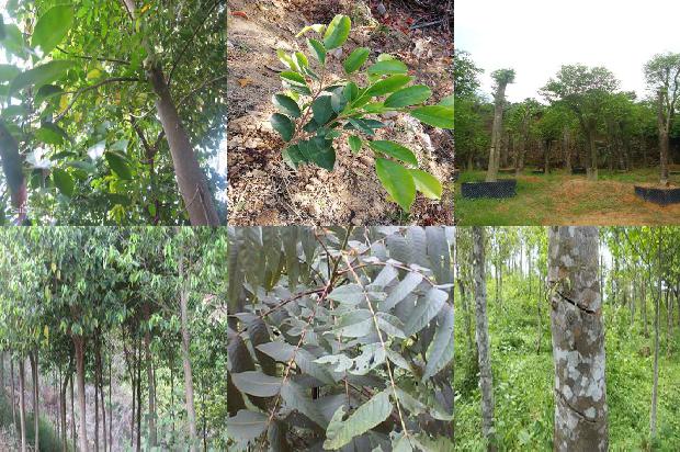 沉香树怎样种植必看32点！1664123223239