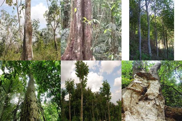 真正的沉香树是什么样的27条介绍，来看看有哪些