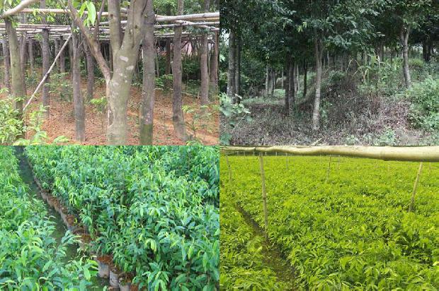 真正的沉香树是什么样的27条介绍，来看看有哪些1664123231651