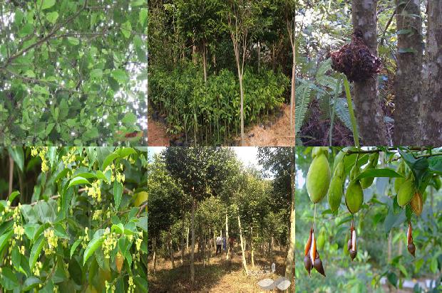 真正的沉香树是什么样的27条介绍，来看看有哪些1664123231657