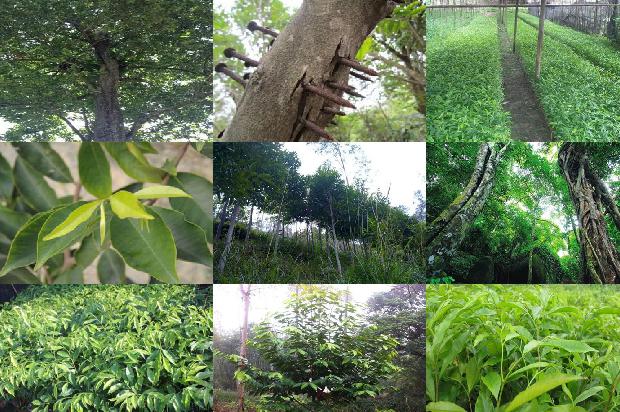 真正的沉香树是什么样的27条介绍，来看看有哪些1664123231663