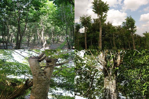 四川能种沉香树吗20条介绍，一定要看！