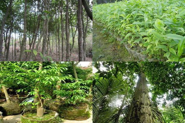 四川能种沉香树吗20条介绍，一定要看！1664123240158