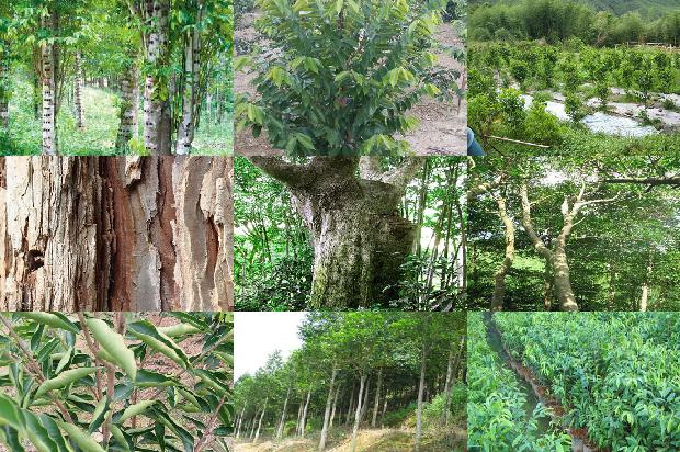 四川能种沉香树吗20条介绍，一定要看！1664123240164