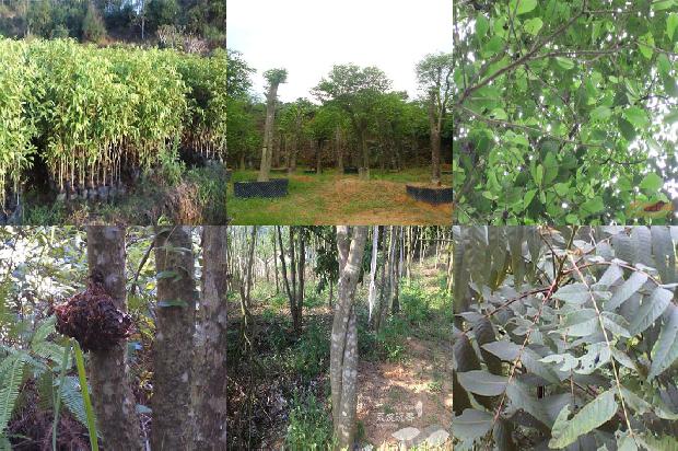 四川能种沉香树吗20条介绍，一定要看！1664123240170