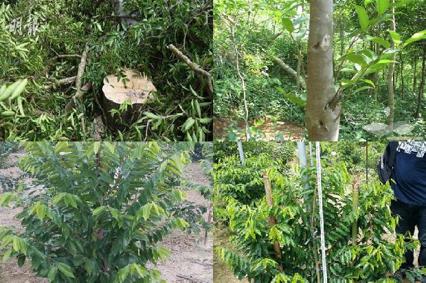 四川能种沉香树吗20条介绍，一定要看！1664123240176