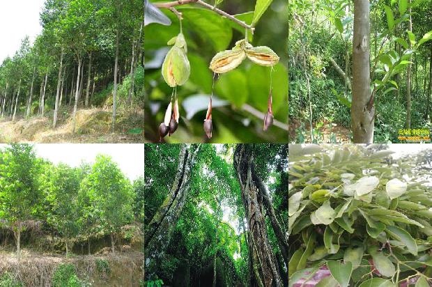 沉香树几年可以开花结果的17条小知识