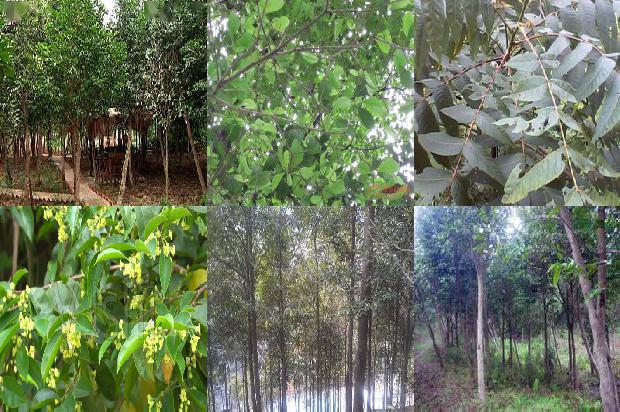 沉香树几年可以开花结果的17条小知识1664123246974