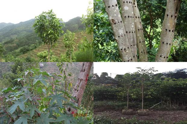 沉香树几年可以开花结果的17条小知识1664123246980