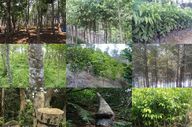 沉香树几年可以开花结果的17条小知识1664123246986