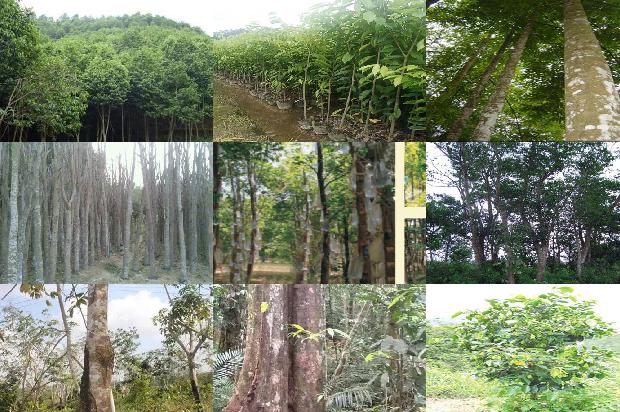 梧桐山沉香树必看18点！